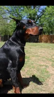 European Doberman , a  Doberman Pinscher for sale in Yanceyville, NC – Photo 3 of 3