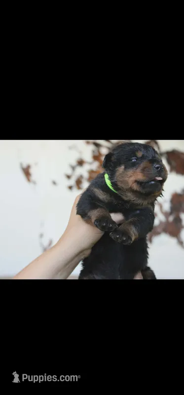 Green Male Rottweiler  – Rottweiler puppy for sale in Yanceyville, NC
