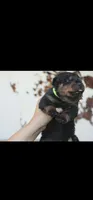 Green Male Rottweiler , a male Rottweiler for sale in Yanceyville, NC – 1 of 9