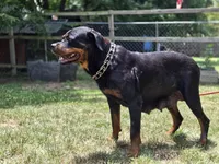 Red Female Rottweiler , a female Rottweiler for sale in Yanceyville, NC – 6 of 8