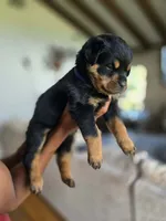 Purple female Rottweiler , a female Rottweiler for sale in Yanceyville, NC – 3 of 7