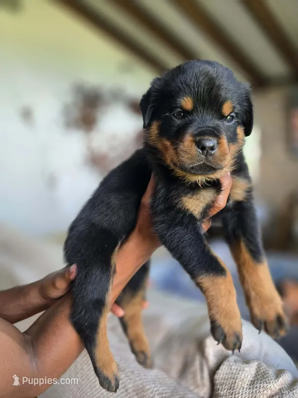 Orange male  – Rottweiler puppy for sale in Yanceyville, NC