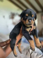 Orange male , a male Rottweiler for sale in Yanceyville, NC – 1 of 7