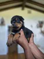 Pink female , a female Rottweiler for sale in Yanceyville, NC – 4 of 7