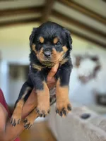Purple female Rottweiler , a female Rottweiler for sale in Yanceyville, NC – 2 of 7