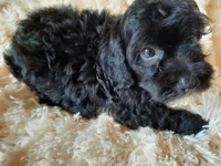 CHOCOLATE , a male Poodle - Toy  for sale in Locust Grove, GA – 6 of 8
