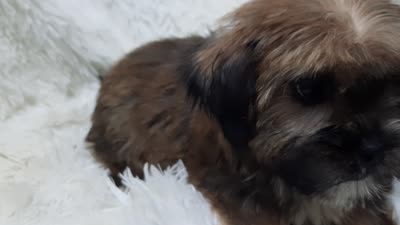 LADY, a female Yorkshire Terrier for sale in Locust Grove, GA – 10 of 10