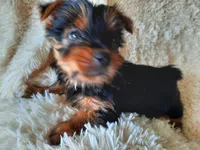 MOLLY, a female Yorkshire Terrier for sale in Locust Grove, GA – 9 of 10