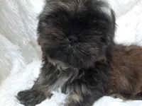 SALLY, a female Shih Tzu for sale in Stockbridge, GA – Photo 6 of 10