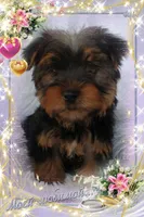 REBEL, a female Yorkshire Terrier for sale in Stockbridge, GA – Photo 6 of 8