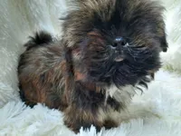 MOLLY, a female Shih Tzu for sale in Stockbridge, GA – Photo 8 of 10