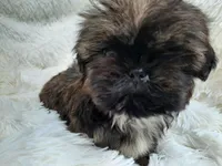 MOLLY, a female Shih Tzu for sale in Stockbridge, GA – Photo 1 of 10
