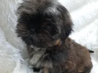 SALLY, a female Shih Tzu for sale in Stockbridge, GA – Photo 5 of 10