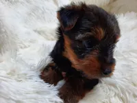 REBEL, a female Yorkshire Terrier for sale in Stockbridge, GA – Photo 2 of 8