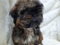 SALLY, a female Shih Tzu for sale in Stockbridge, GA – Photo 10 of 10