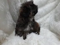 SALLY, a female Shih Tzu for sale in Stockbridge, GA – Photo 9 of 10