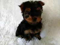 REBEL, a female Yorkshire Terrier for sale in Stockbridge, GA – Photo 7 of 8
