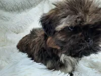 MOLLY, a female Shih Tzu for sale in Stockbridge, GA – Photo 3 of 10