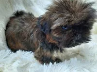 MOLLY, a female Shih Tzu for sale in Stockbridge, GA – Photo 10 of 10