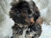 SALLY, a female Shih Tzu for sale in Stockbridge, GA – Photo 1 of 10