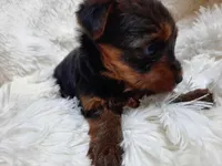 REBEL, a female Yorkshire Terrier for sale in Stockbridge, GA – Photo 1 of 8