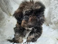 SALLY, a female Shih Tzu for sale in Stockbridge, GA – Photo 8 of 10