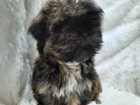 SALLY, a female Shih Tzu for sale in Stockbridge, GA – Photo 4 of 10