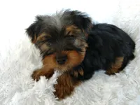 REBEL, a female Yorkshire Terrier for sale in Stockbridge, GA – Photo 8 of 8