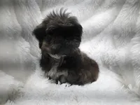 SALLY, a female Shih Tzu for sale in Stockbridge, GA – Photo 3 of 10