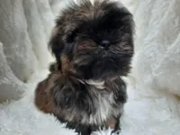 SALLY, a female Shih Tzu for sale in Stockbridge, GA – Photo 7 of 10