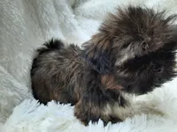 MOLLY, a female Shih Tzu for sale in Stockbridge, GA – Photo 7 of 10