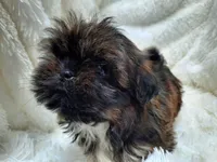 MOLLY, a female Shih Tzu for sale in Stockbridge, GA – Photo 9 of 10