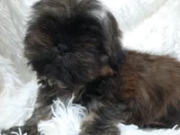 SALLY, a female Shih Tzu for sale in Stockbridge, GA – Photo 2 of 10