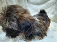 MOLLY, a female Shih Tzu for sale in Stockbridge, GA – Photo 5 of 10