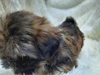 MOLLY, a female Shih Tzu for sale in Stockbridge, GA – Photo 4 of 10