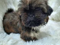 MOLLY, a female Shih Tzu for sale in Stockbridge, GA – Photo 6 of 10