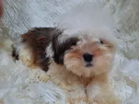 CANDY, a female Shih Tzu for sale in Locust Grove, GA – 6 of 10