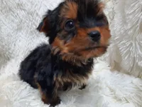 TEDDY BEAR , a male Yorkshire Terrier for sale in Locust Grove, GA – 7 of 7
