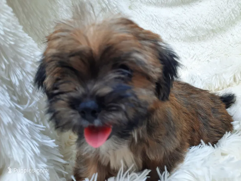 LADY – Yorkshire Terrier puppy for sale in Locust Grove, GA