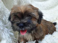 LADY, a female Yorkshire Terrier for sale in Locust Grove, GA – 1 of 10