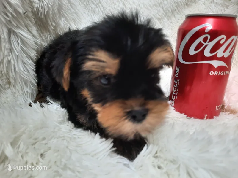 LADY – Yorkshire Terrier puppy for sale in Locust Grove, GA