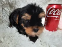 RUSTY, a male Yorkshire Terrier for sale in Locust Grove, GA – 1 of 4