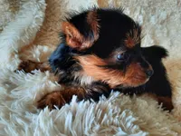 MOLLY, a female Yorkshire Terrier for sale in Locust Grove, GA – 4 of 10