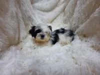 CANDY CANE, a female Shih Tzu for sale in Locust Grove, GA – 3 of 10