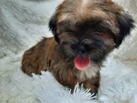 LADY, a female Yorkshire Terrier for sale in Locust Grove, GA – 8 of 10