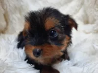 TEDDY BEAR , a male Yorkshire Terrier for sale in Locust Grove, GA – 5 of 7