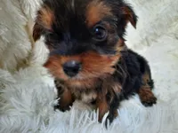 TEDDY BEAR , a male Yorkshire Terrier for sale in Locust Grove, GA – 4 of 7