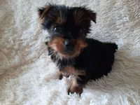 MOLLY, a female Yorkshire Terrier for sale in Locust Grove, GA – 6 of 10