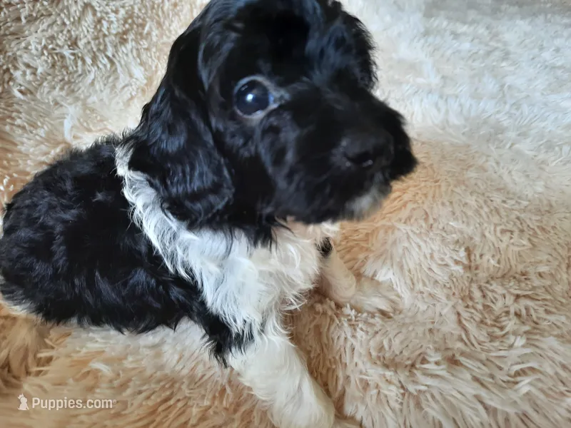PRINCE – Poodle - Toy  puppy for sale in Locust Grove, GA