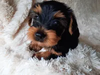 REMEO , a male Yorkshire Terrier for sale in Locust Grove, GA – 5 of 10